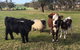 Bush Retreat Farm Stay - thumb 1