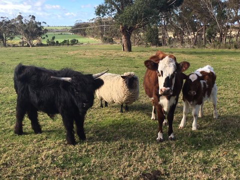 Bush Retreat Farm Stay - Pubs and Clubs 1