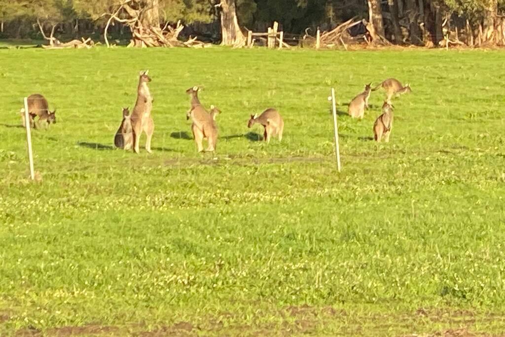 Carbunup River WA Pubs and Clubs