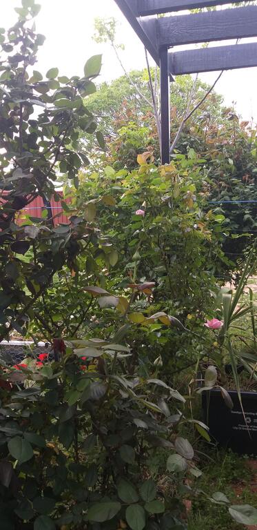 CBD Home Rinaldi's - Pubs and Clubs 1