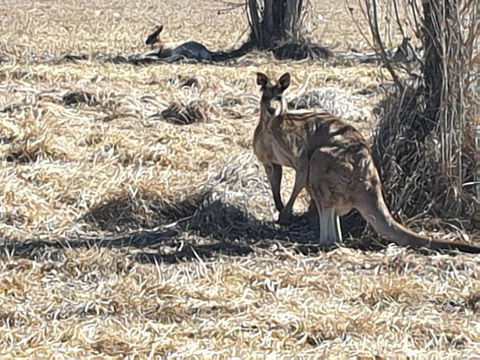 Clansman Motel - Pubs and Clubs 0