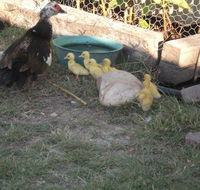 Corella Creek Country Farm Stay - Pubs and Clubs