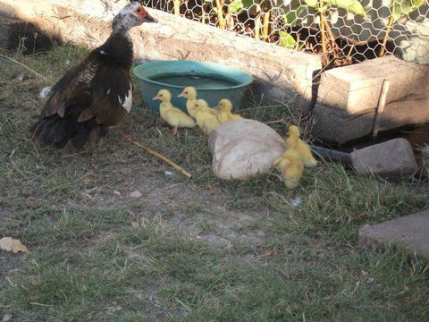 Corella Creek Country Farm Stay - Pubs and Clubs 0
