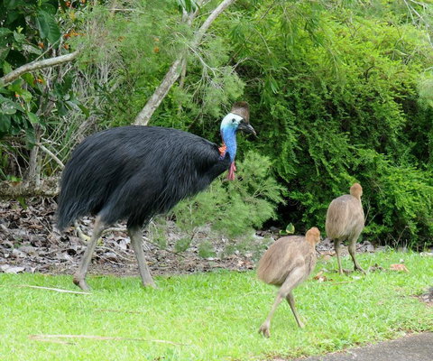Daintree Rainforest Bungalows - Pubs and Clubs 3