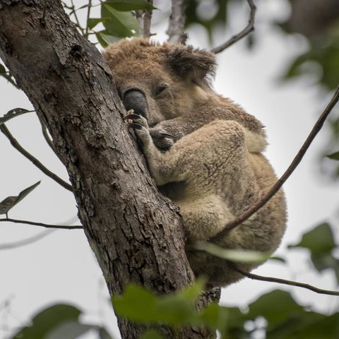 Diamond Waters Caravan Park - Pubs and Clubs 3