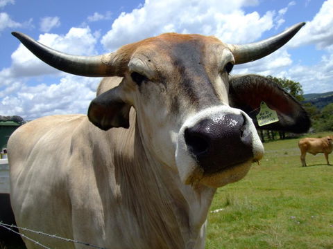 Escape To The Country - Enjoy The Firepit Or Explore Magical Bunya Mountains - Pubs and Clubs 2