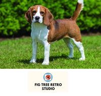 Fig Tree Retro Studio - Go Out