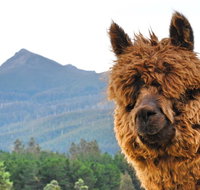 Maydena Mountain Cabins - Go Out