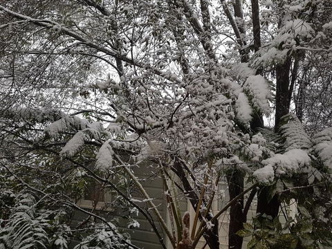 Megalong Manor - Pubs and Clubs 1