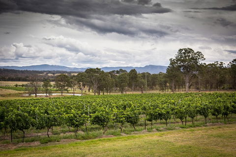 Molly Morgan Vineyard - Pubs and Clubs 2