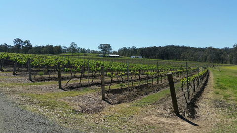 Molly Morgan Vineyard - Pubs and Clubs 3