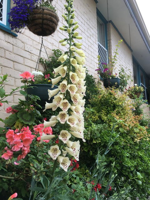 1849 Backpackers Albany - Go Out 32