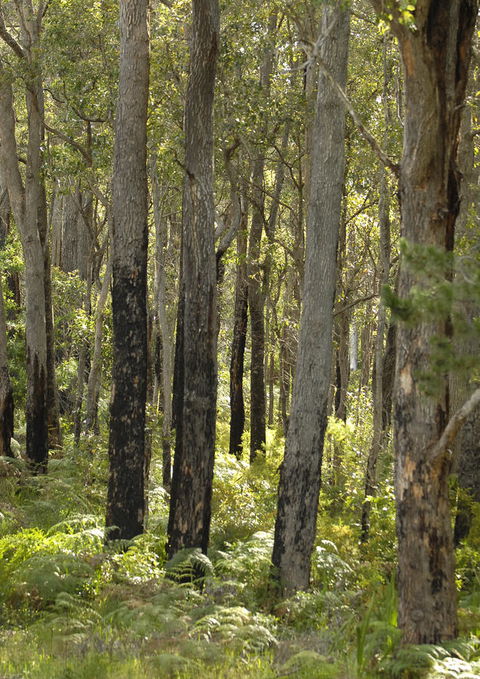 Margarets Forest - Pubs and Clubs 36