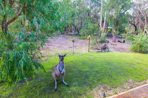 Yelverton Brook Conservation Sanctuary - Pubs and Clubs 11