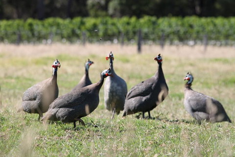 Windfall Estate Vineyard Cottage - Go Out 27