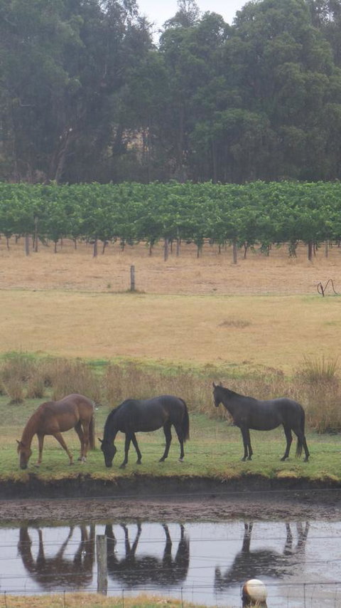 Windfall Estate Vineyard Cottage - Go Out 26