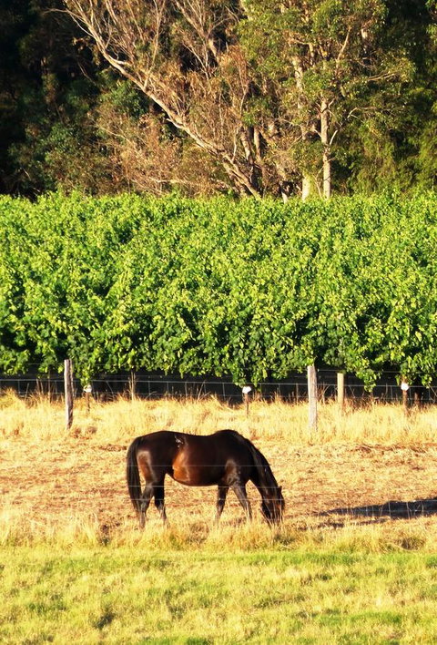 Windfall Estate Vineyard Cottage - Go Out 18