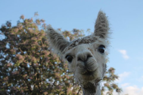 Windfall Estate Vineyard Cottage - Go Out 19