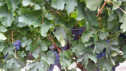 Windfall Estate Vineyard Cottage - Go Out 29