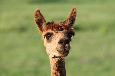 Windfall Estate Vineyard Cottage - Go Out 20