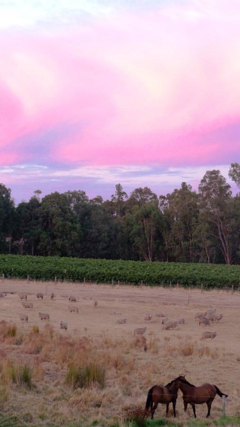 Windfall Estate Vineyard Cottage - Go Out 25