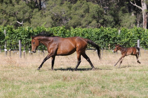 Windfall Estate Vineyard Cottage - Go Out 17