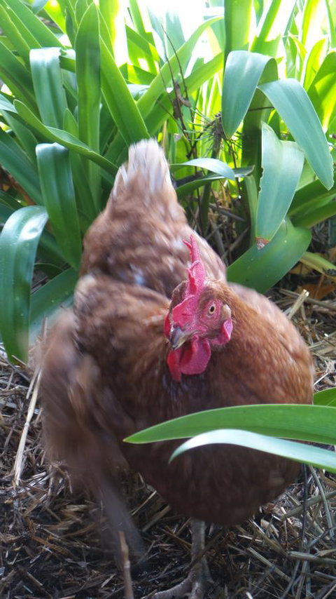 Windfall Estate Vineyard Cottage - Go Out 30