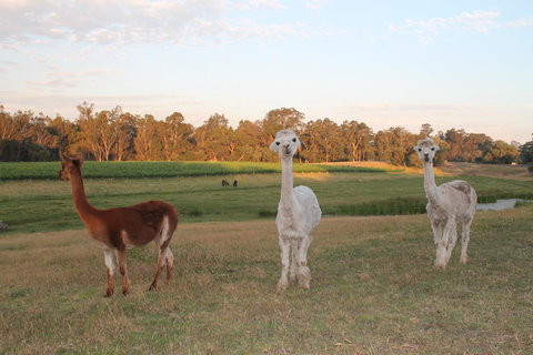 Windfall Estate Vineyard Cottage - Go Out 21