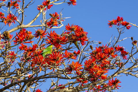 Como Executive Apartment - Pubs and Clubs 19