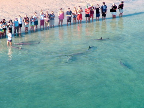 RAC Monkey Mia Dolphin Resort - Go Out 4