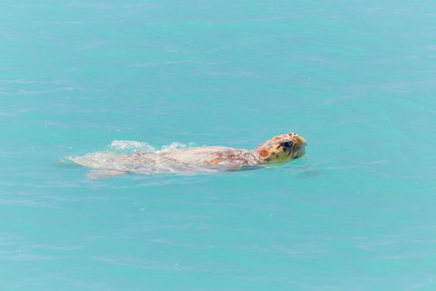 RAC Monkey Mia Dolphin Resort - Go Out 20