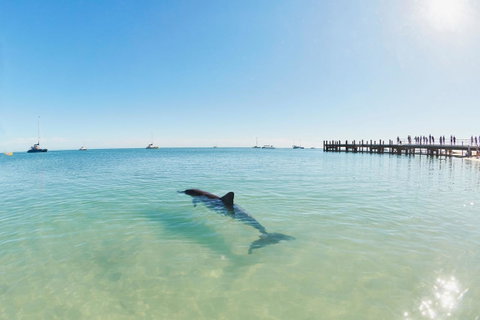 RAC Monkey Mia Dolphin Resort - Go Out 1