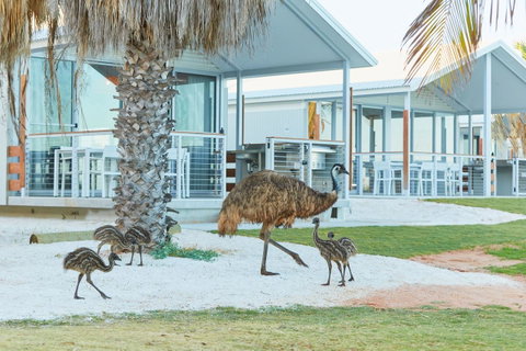 RAC Monkey Mia Dolphin Resort - Go Out 15