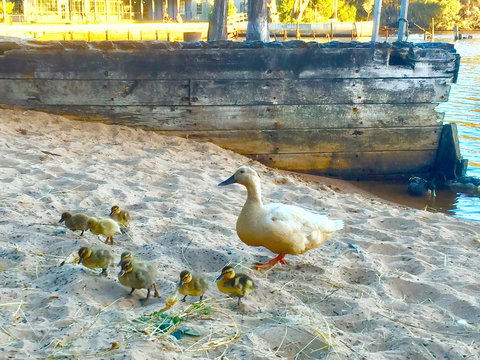 Wandering Geese Boutique Bed And Breakfast - Go Out 3