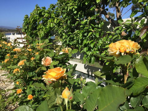 Garden By The Beach - Gateway To The East Coast, Close To Airport - Pubs and Clubs 25