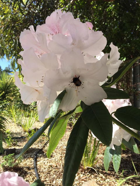 Garden By The Beach - Gateway To The East Coast, Close To Airport - Pubs and Clubs 14