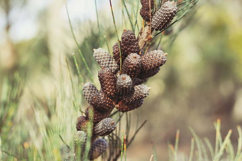 Oyster Cove Chalet - Go Out 30