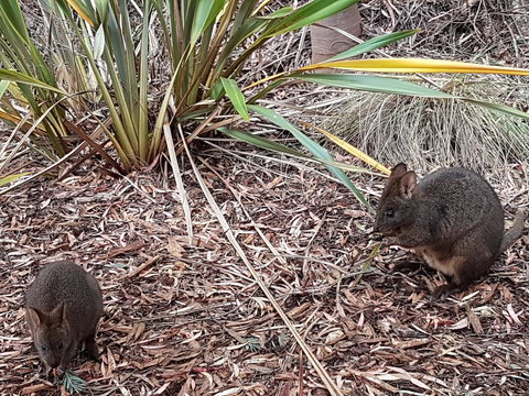 Oyster Cove Chalet - Go Out 16