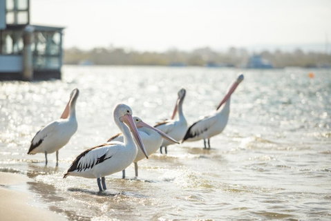 Noosa River Palms - Go Out 3
