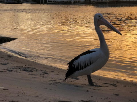 Pelican Cove Apartments - Pubs and Clubs 1