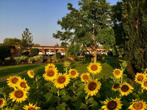 Quirindi Sunflower Motor Inn - Go Out 0