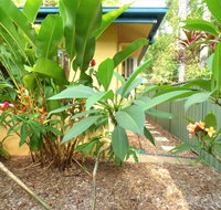 Rainforest Cottage Cairns - Pubs and Clubs