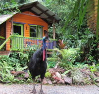 Rainforest Hideaway - Pubs and Clubs