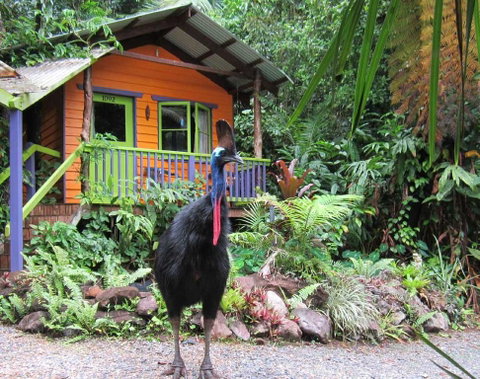 Rainforest Hideaway - Pubs and Clubs 0