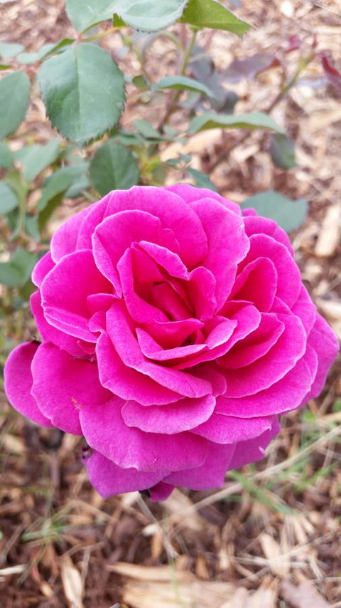 Birch Lane - Go Out 36