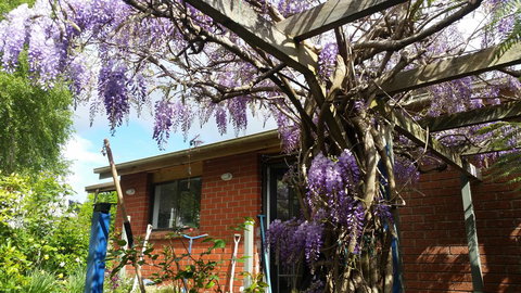 Birch Lane - Go Out 42