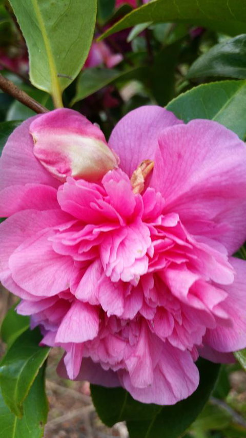 Birch Lane - Go Out 38