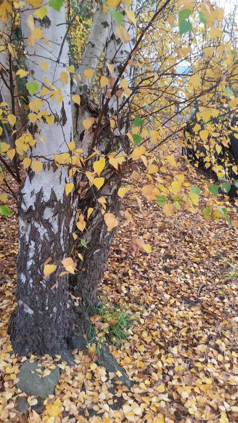 Birch Lane - Go Out 43