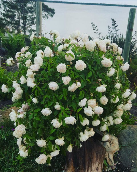 AppleBay Guest House - Pubs and Clubs 29