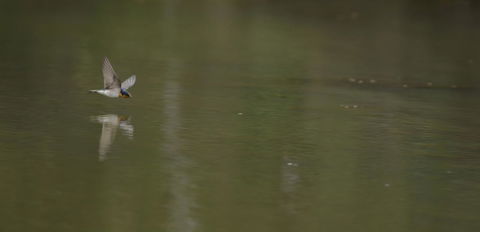 Naivasha Cottage - Pubs and Clubs 13